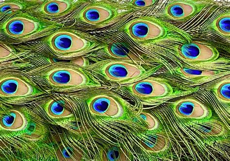 Colorful Peacock Feathers Photograph By Denise Mazzocco Pixels