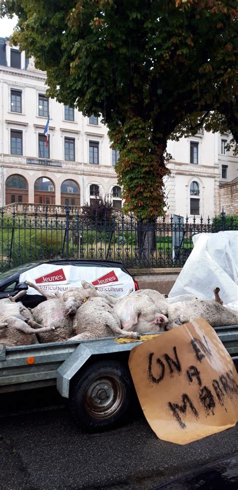 Des Cadavres Et Du D Sespoir Agri L Exploitant Agricole De Sa Ne