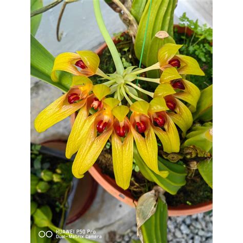 Orchid Bulbophyllum Graveolens Ori Png Nice Established Plant Shopee