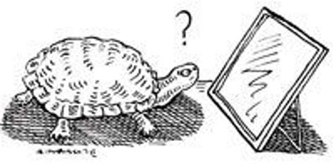 The Turtle That Never Was | The Scientist