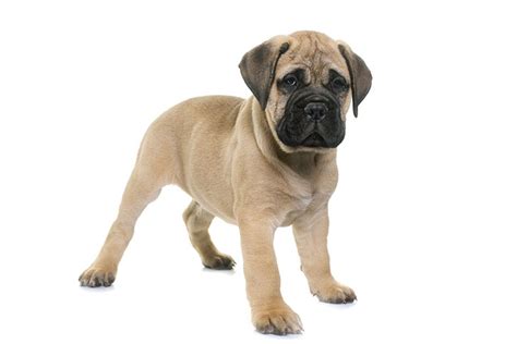 Bullmastiff Dog Breed Information