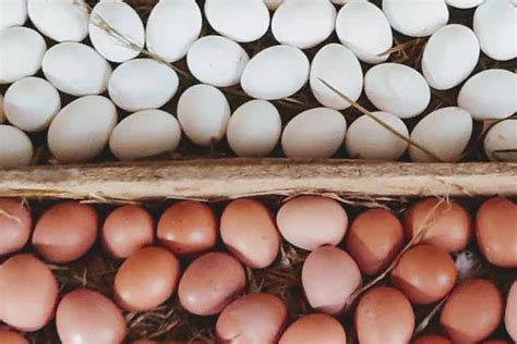 Sri Lanka To Import Eggs From India Until April To Tackle Soaring