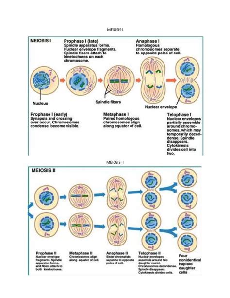 Meiosis Stages Simple