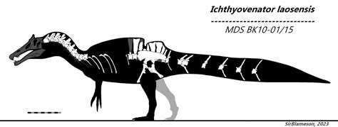 Ichthyovenator Laosensis Skeletal Rigorous By Sirblameson On Deviantart