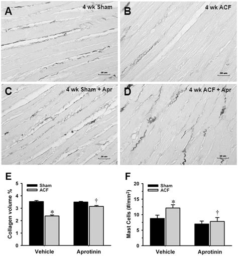 Interstitial Collagen Volume Percent Was Decreased At Wk Acf B