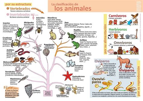 Clasificacin De Animales