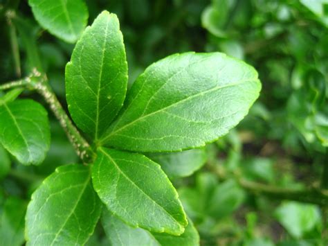 CITRUS TRIFOLIATA SYN PONCIRUS TRIFOLIATA 11 09 2008 15 51 Flickr