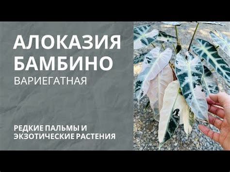 Алоказия бамбино • обзор растения - YouTube