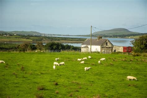 Sheep Farm on an Ireland Lake Stock Image - Image of daytime, artistic ...