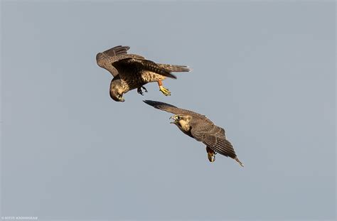 Peregrine Play Fight Peregrine Falcon Chicks Putting On An Flickr