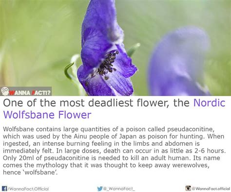 Nordic Wolfsbane Flower | Wanna Fact?!