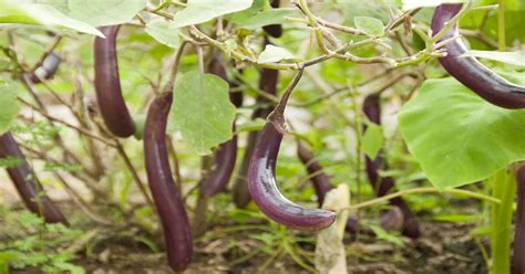 Eggplant Companion Plants Best Worst Giy Plants