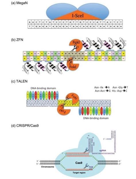 CESTI Nghiên cứu ứng dụng công nghệ chỉnh sửa gen CRISPR Cas9 trên