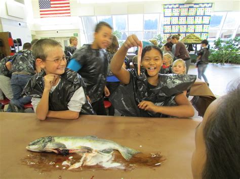 Fish Dissection Crooked Creek Chum Salmon Incubation Project