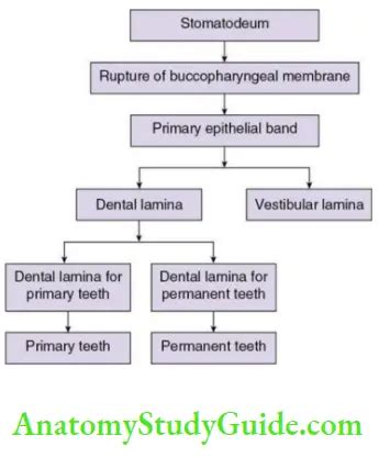 Development And Growth Of Teeth Notes - Anatomy Study Guide