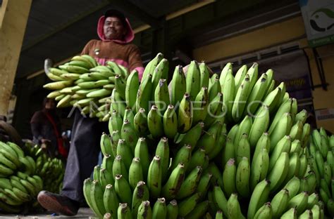 Produksi Pisang Indonesia Antara Foto