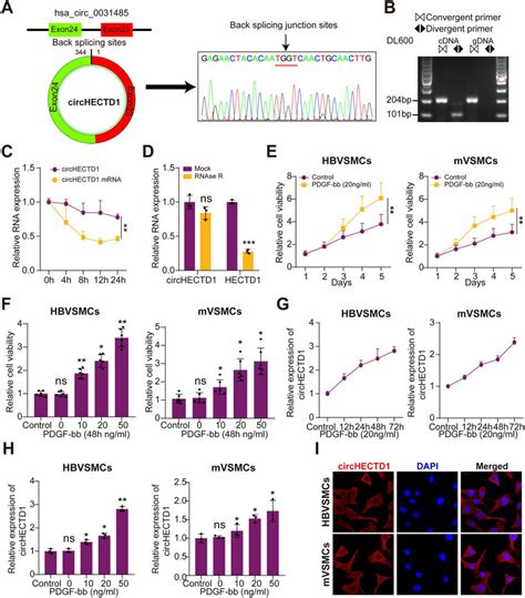 Characterization Of Circhectd1 And Pdgf Bb Enhanced The Cell Viability