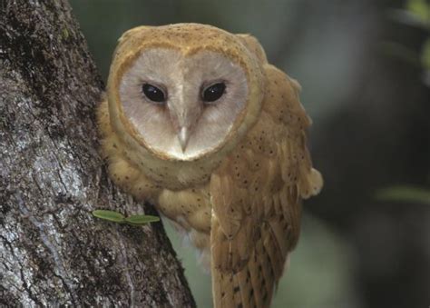 Madagascar Red Owl The Peregrine Fund