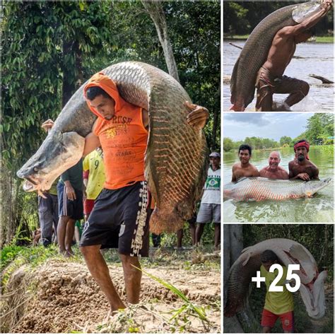 Arapaima gigas, one of the largest freshwater fish - Amazing Nature