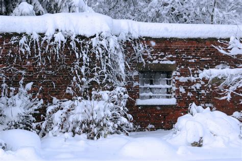 Bildet tre snø kald vinter struktur hvit vindu frost is vær