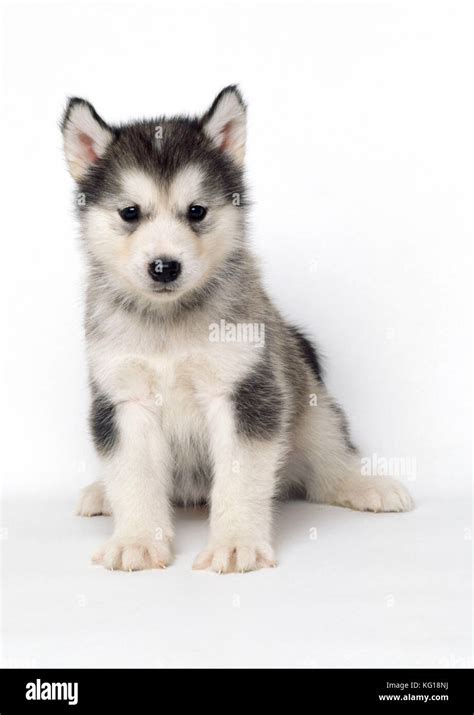 Alaskan Malamute Hi Res Stock Photography And Images Alamy