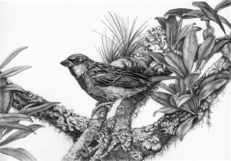 Birds - pencil drawings 4 on Pantone Canvas Gallery