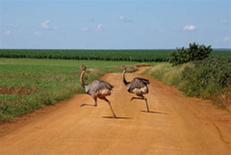 Parque Nacional das Emas Picture 1 | Brazil