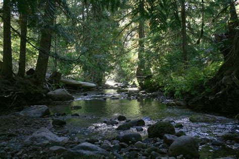 The Most Beautiful Forests of Oregon