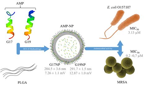 Antimicrobial And Antibacterial The Same