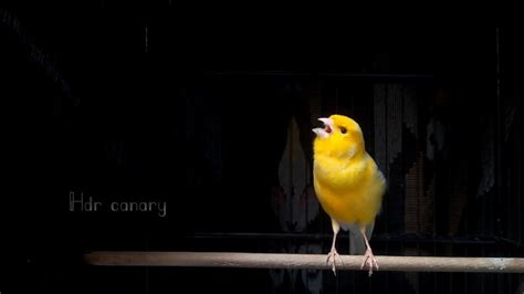 Spanish Timbrado Canary Singing YouTube