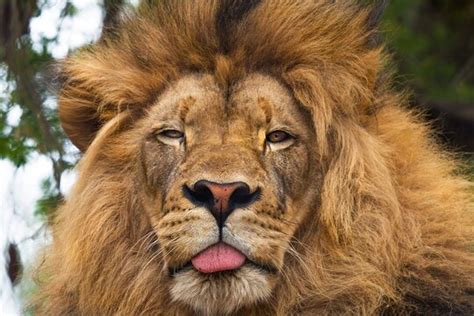 Lion Tongue Images – Browse 6,773 Stock Photos, Vectors, and Video ...