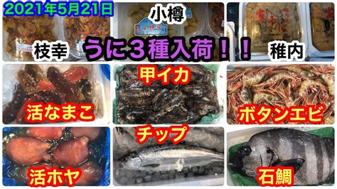 小樽海水ウニ入荷です。ウニは3種類ご用意してます！【札幌多田水産】2021年5月21日 Youtube