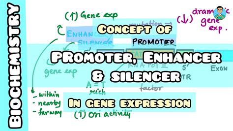 Promoter Vs Enhancer Vs Silencer Regulation Of Gene Expression