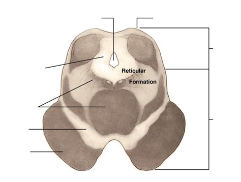 Caudal Mesencephalon