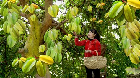 Harvest Star Fruit Goes To The Market Sell Harvesting And Cooking