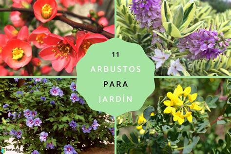 11 arbustos para jardín Nombres y fotos