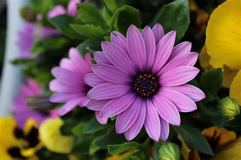 Flower Spanish Margriet Bloom - Free photo on Pixabay - Pixabay