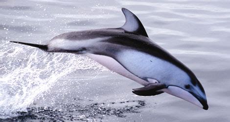 Pacific White Sided Dolphin