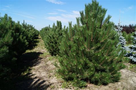 Сосна черная: посадка и уход, описание сортов и дерева, распространение ...