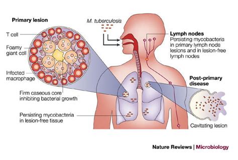 Mycobacterium Tuberculosis Structure And Function