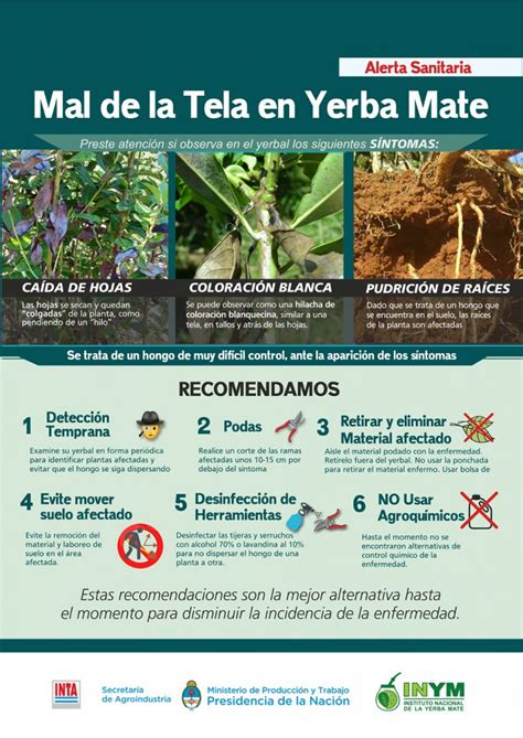 Las Claves Para Combatir De Manera Eficiente El Mal De La Tela Una