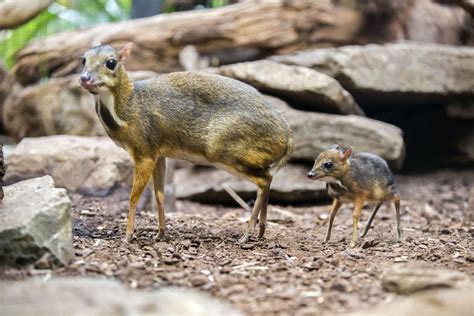 Tiny Java Mouse Deer Debuts at Artis Zoo | Mouse deer, Rare animals