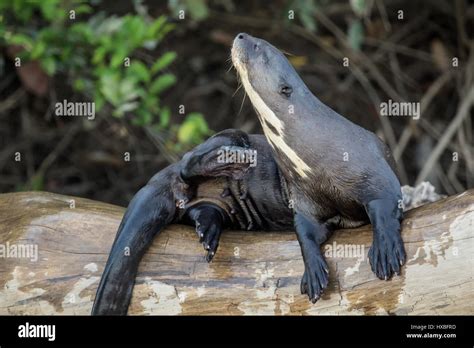 Webbed feet otter hi-res stock photography and images - Alamy