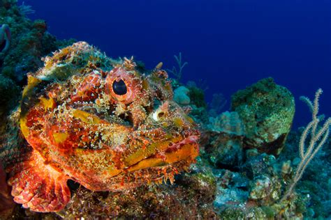 Stonefish Sting Effects