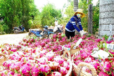 The US Department of Agriculture praised Vietnam dragon fruit