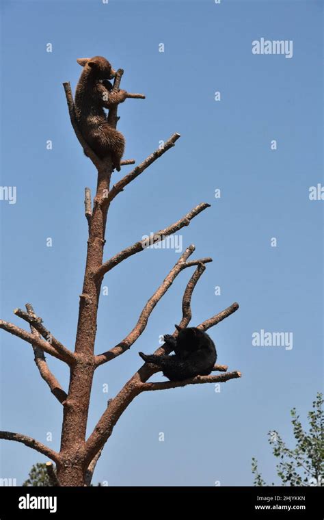 Adorable Pair Of Black Bear Cubs Playing In A Tree Stock Photo Alamy