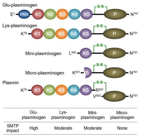 Plasminogen Species Schematic Structures Of The Four Plasminogen