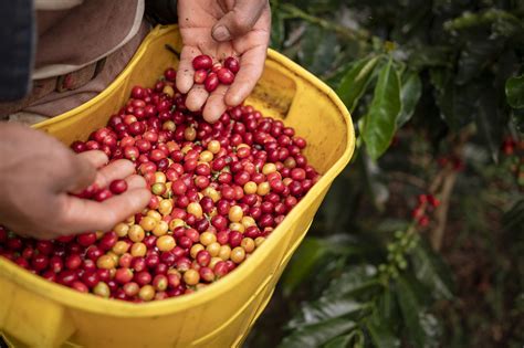 Exploring The Enigmatic Taste Of Toraja Coffee A Journey From Flowers