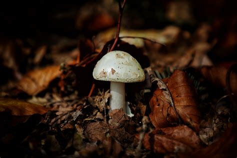 Fungi By Laura B R On Deviantart