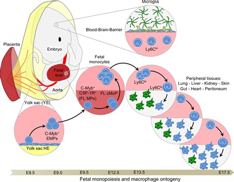 Frontiers Ontogeny Of Tissue Resident Macrophages Immunology